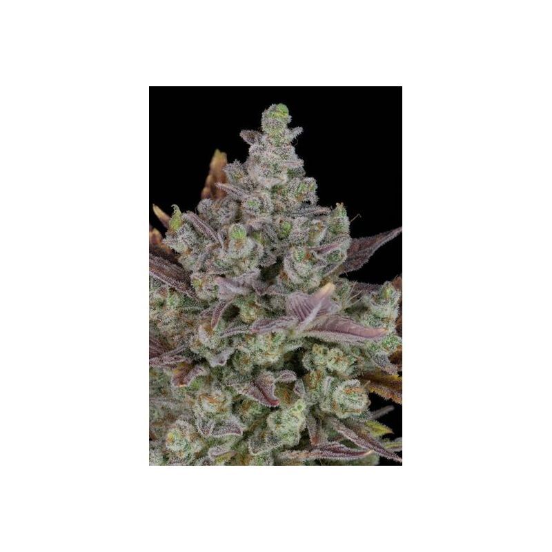 Gorilla Cookies Auto, Фасовка: 1, изображение 2